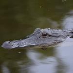 OTRA2014_1609 (September 03, 2014)